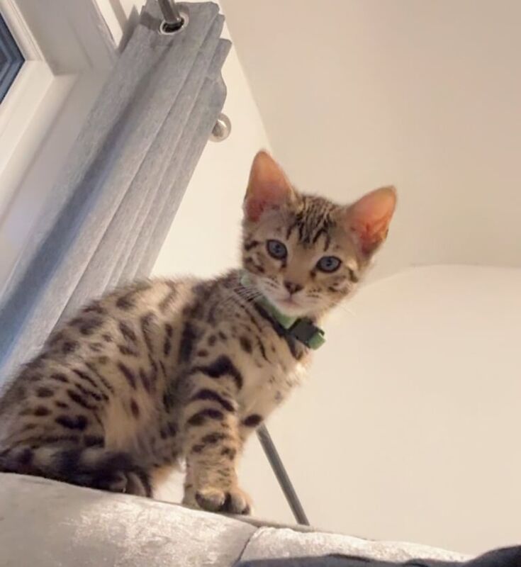 Bengal kittens for sale in Bradford, West Yorkshire – 11 weeks old - Image 3 of 3