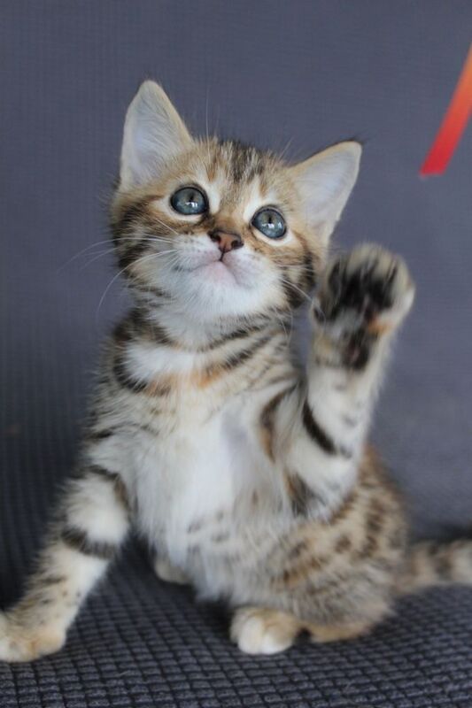 Gorgeous Bengal x kittens