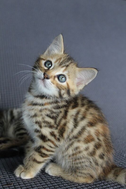 Gorgeous Bengal x kittens - Image 2 of 5