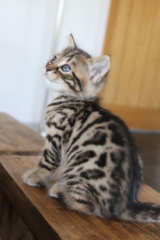 Gorgeous Bengal x kittens - Image 3 of 5