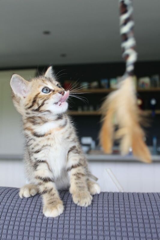 Gorgeous Bengal x kittens - Image 4 of 5