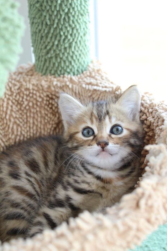 Gorgeous Bengal x kittens - Image 5 of 5