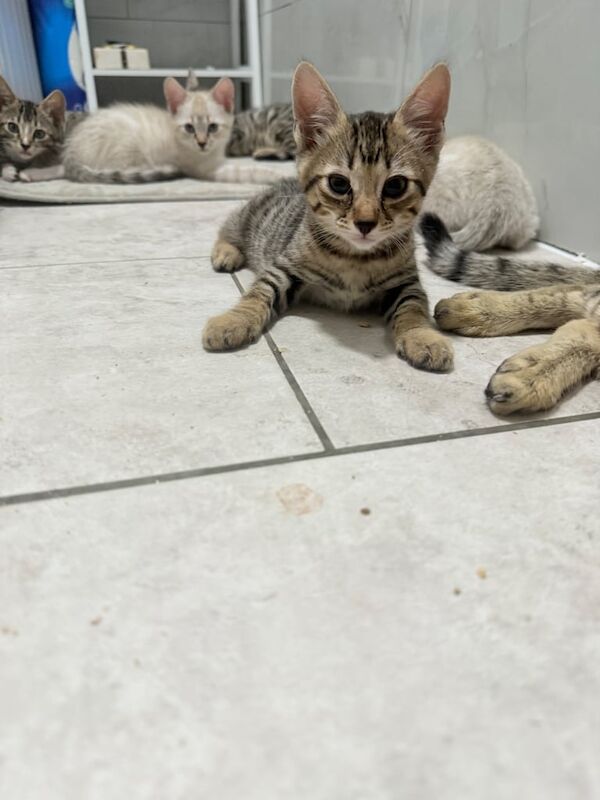 Bengal kittens for sale in Stratford, Greater London – 8 weeks old