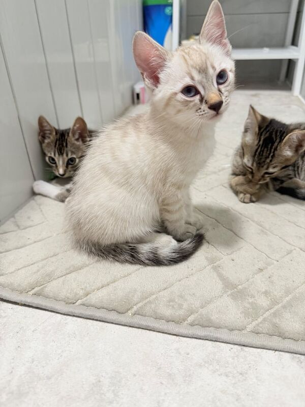 Bengal kittens for sale in Stratford, Greater London – 8 weeks old - Image 2 of 3