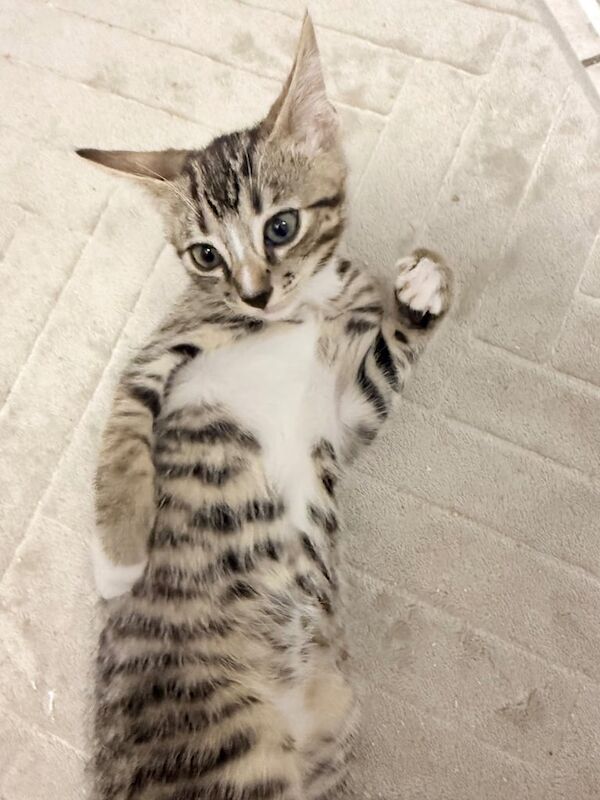 Bengal kittens for sale in Stratford, Greater London – 8 weeks old - Image 3 of 3