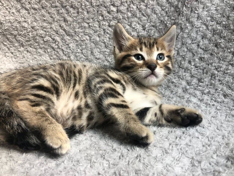 Gorgeous Bengal X Tabby Male 8 weeks old kitten for sale in Wanstead, Greater London