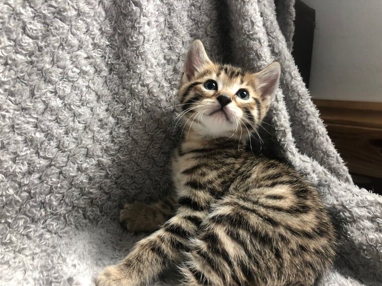 Gorgeous Bengal X Tabby Male 8 weeks old kitten for sale in Wanstead, Greater London | Image 2