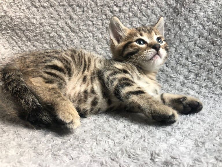 Gorgeous Bengal X Tabby Male 8 weeks old kitten for sale in Wanstead, Greater London | Image 3