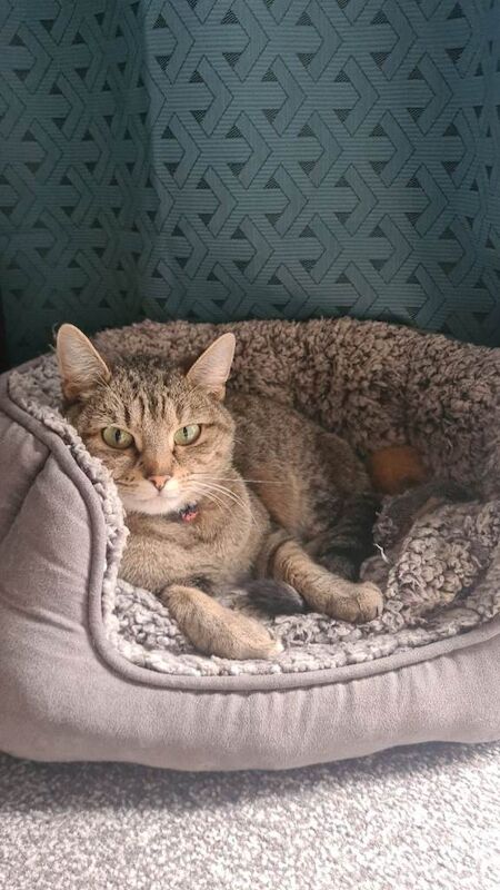 Gorgeous Cat For Sale - Image 2 of 4