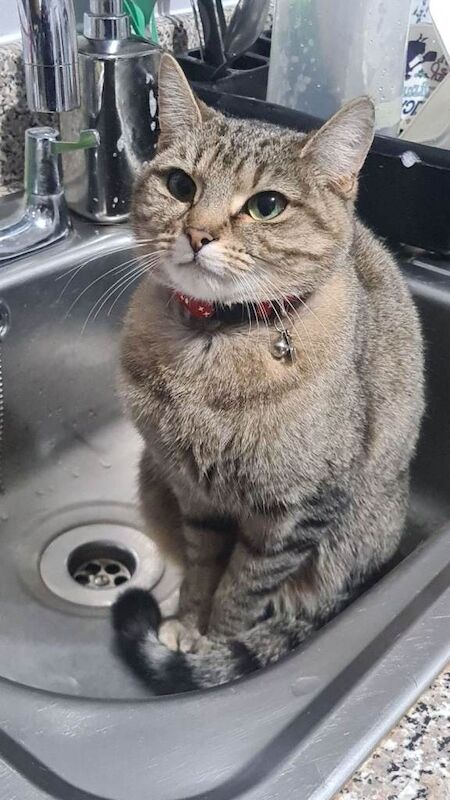Gorgeous Cat For Sale - Image 3 of 4