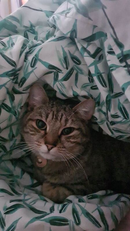 Gorgeous Cat For Sale - Image 4 of 4