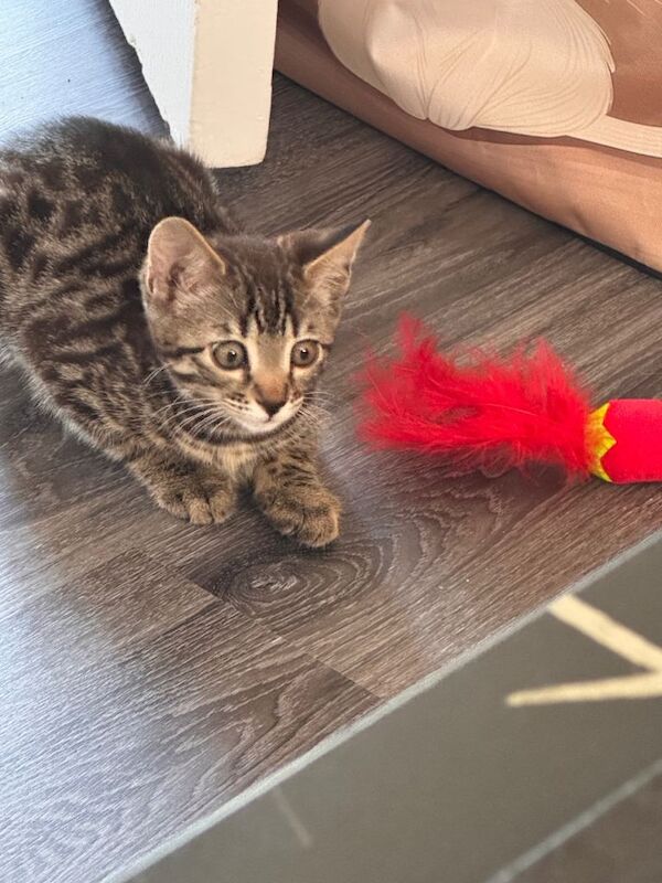 Bengal Kittens For Sale