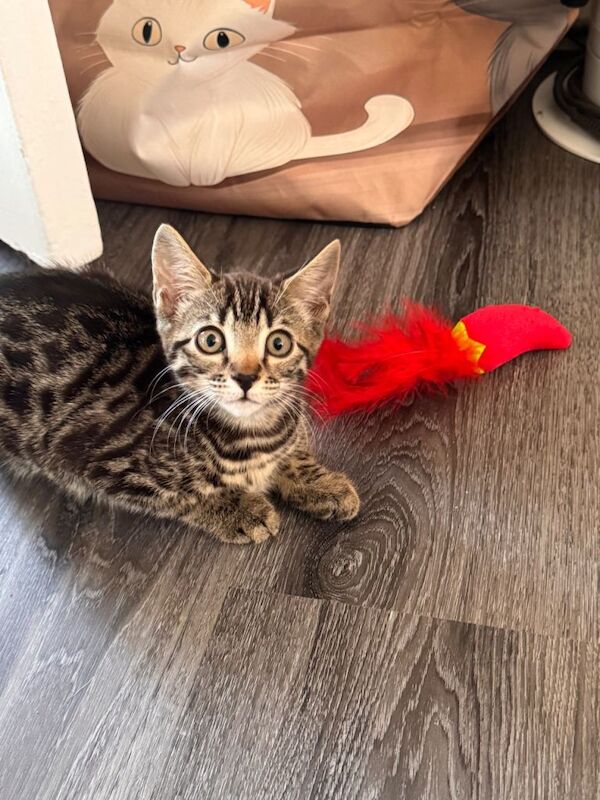 Gorgeous female cross bengal kitten - Image 2 of 5