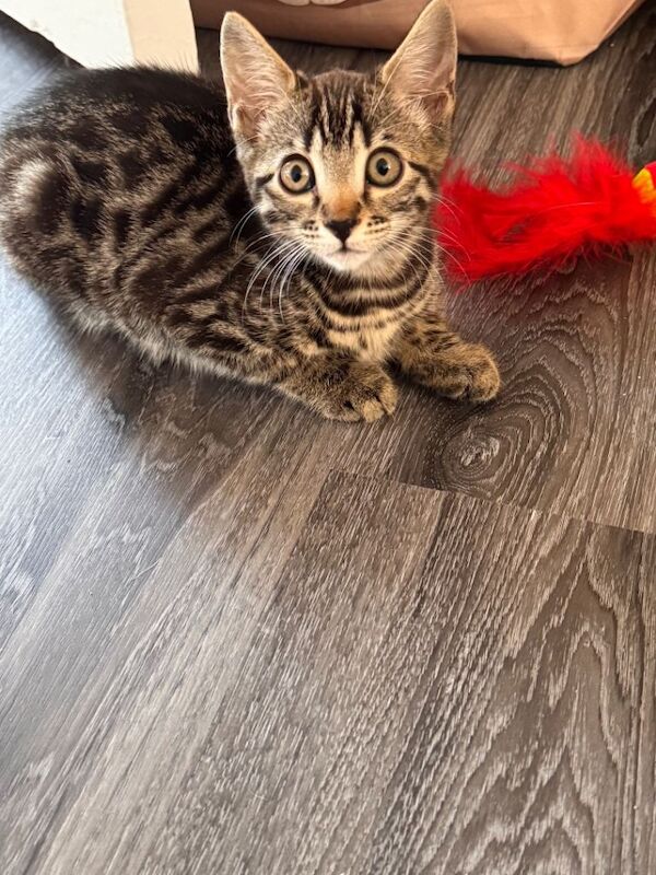 Gorgeous female cross bengal kitten - Image 3 of 5