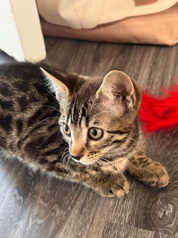 Gorgeous female cross bengal kitten - Image 4 of 5