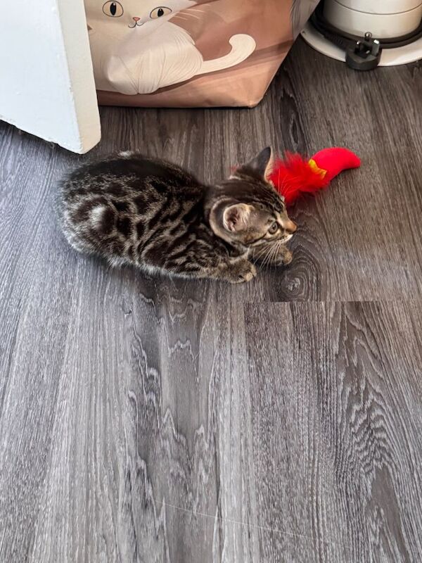 Gorgeous female cross bengal kitten - Image 5 of 5