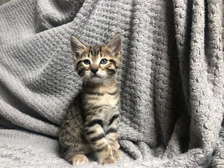 Gorgeous Male Bengal Kitten 8 Weeks Old Available for sale in Wanstead, Greater London