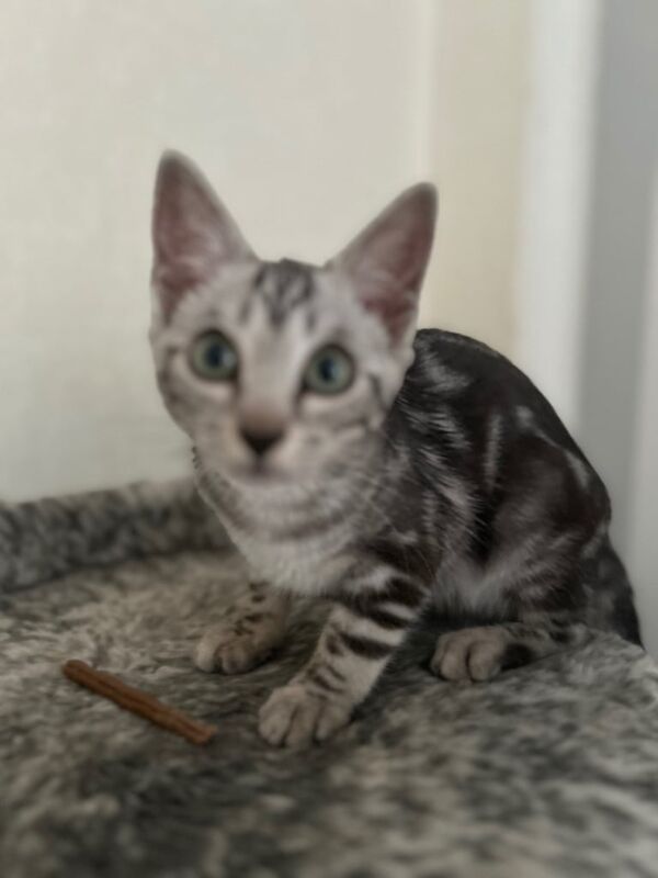 Bengal kittens for sale in Grantham, Lincolnshire – 3 months old