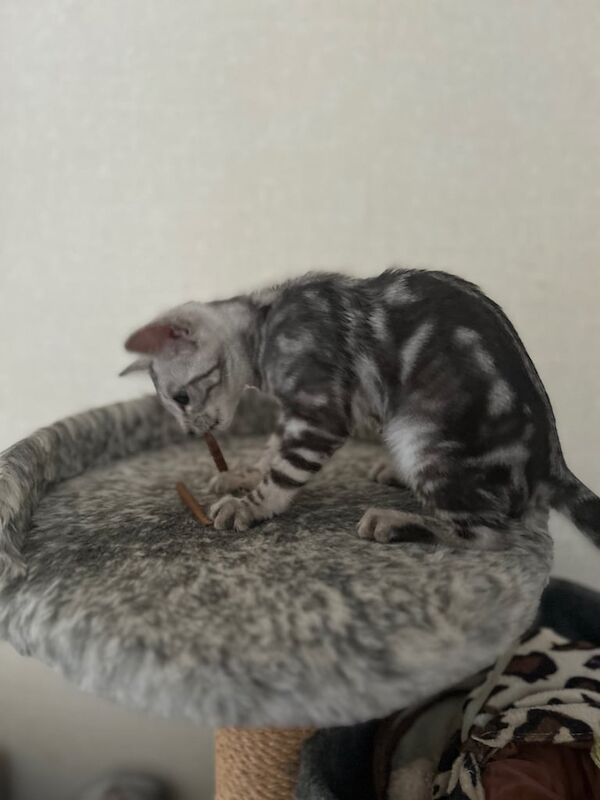 Bengal kittens for sale in Grantham, Lincolnshire – 8 months old - Image 3 of 3