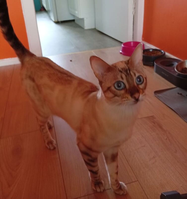 Gorgeous snow lynx bengal for sale in South Side, City of Edinburgh