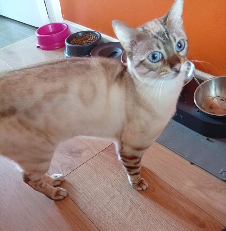 Gorgeous snow lynx bengal for sale in South Side, City of Edinburgh | Image 2
