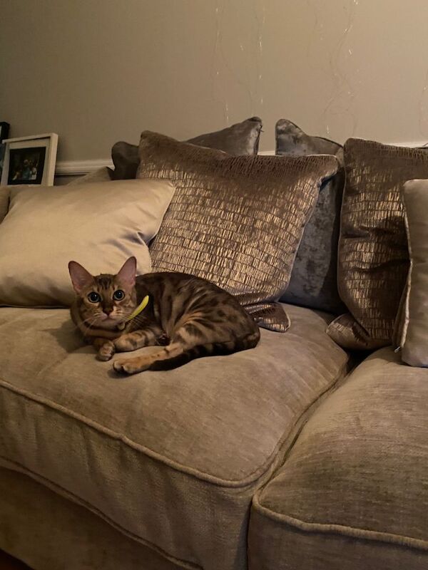 Gorgeous Super Loving Silver Female Bengal Cat.