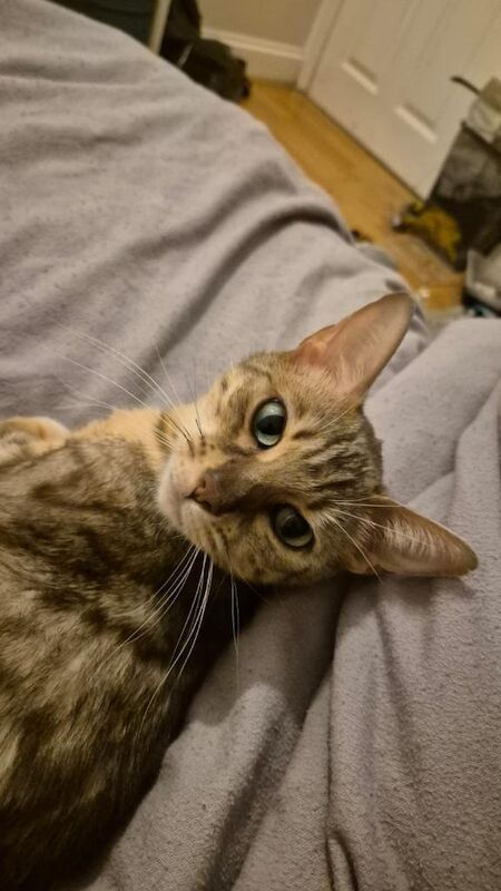 Gorgeous Super Loving Silver Female Bengal Cat. - Image 2 of 5