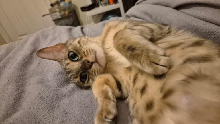 Gorgeous Super Loving Silver Female Bengal Cat. - Image 3 of 5