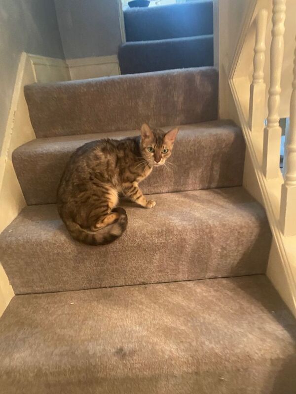 Gorgeous Super Loving Silver Female Bengal Cat. - Image 5 of 5