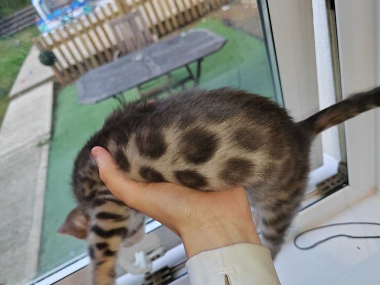 Grey Bengal Boy for sale in Buckingham, Buckinghamshire