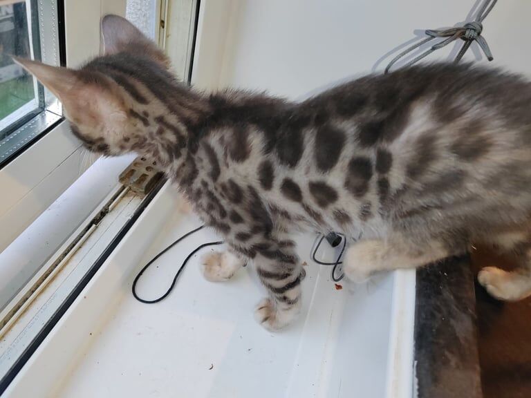 Grey Bengal Boy for sale in Buckingham, Buckinghamshire | Image 2