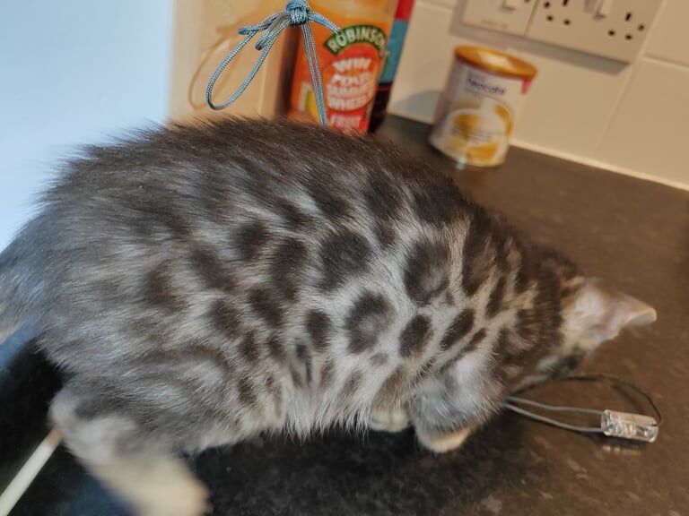 Grey Bengal Boy for sale in Buckingham, Buckinghamshire | Image 3
