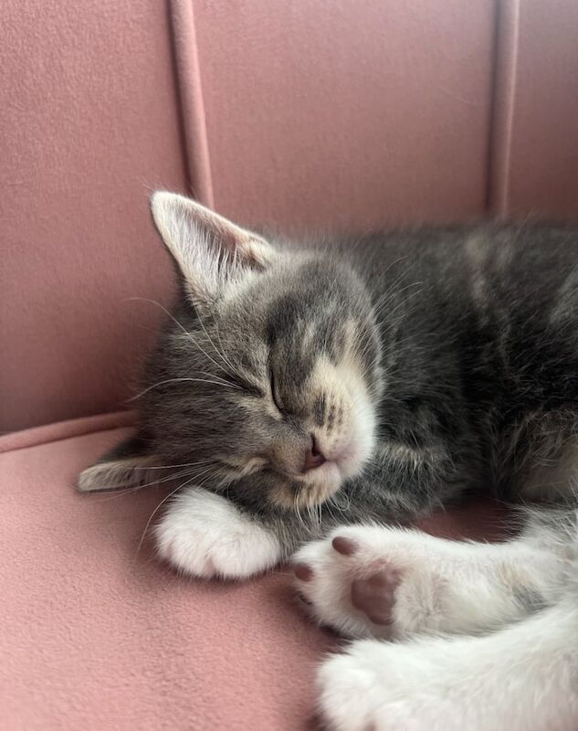 Bengal kittens for sale in Southsea, Hampshire – 11 weeks old