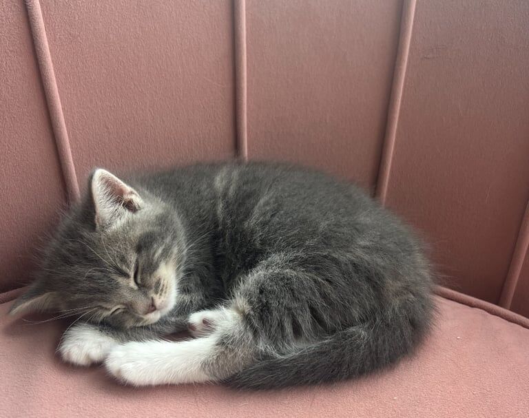 Bengal kittens for sale in Southsea, Hampshire – 11 weeks old - Image 2 of 3