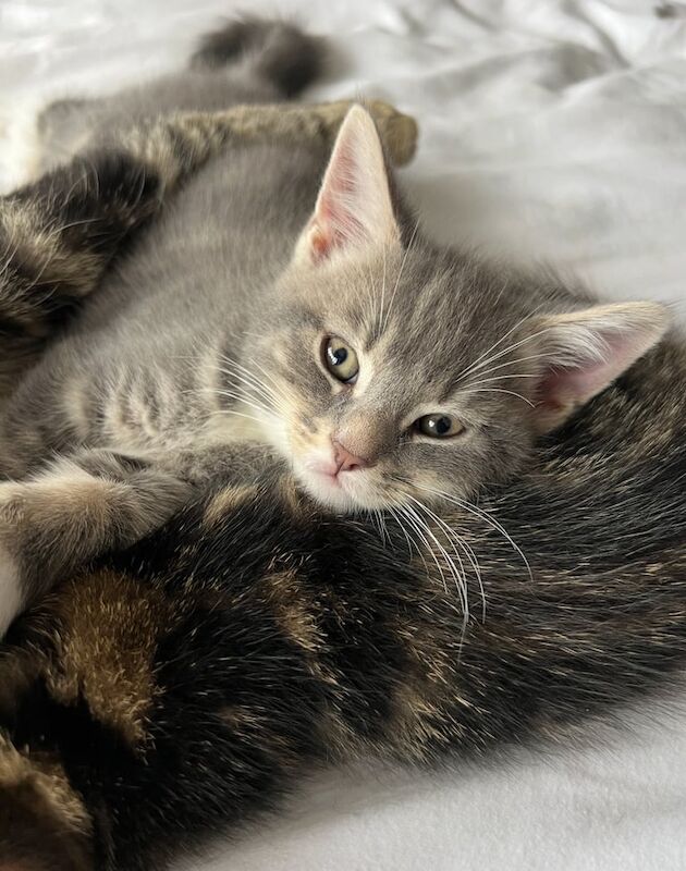 Bengal kittens for sale in Southsea, Hampshire – 11 weeks old - Image 3 of 3