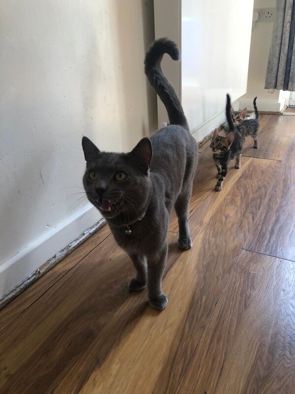 Bengal kittens for sale in London – 1 year old