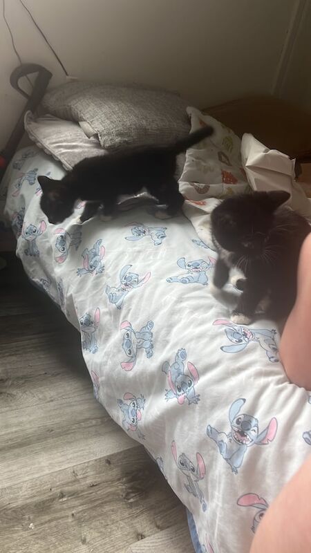 Bengal kittens for sale in Sutton Coldfield, West Midlands – 7 weeks old