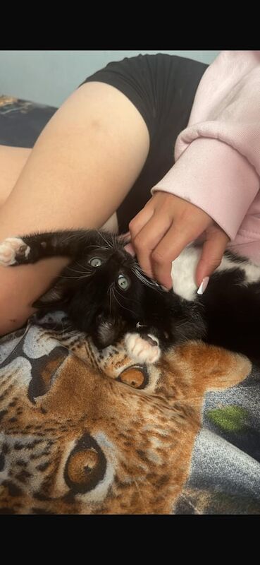 Bengal kittens for sale in Sutton Coldfield, West Midlands – 7 weeks old - Image 2 of 3