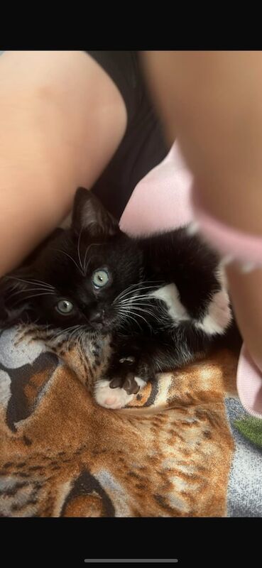 Bengal kittens for sale in Sutton Coldfield, West Midlands – 7 weeks old - Image 3 of 3
