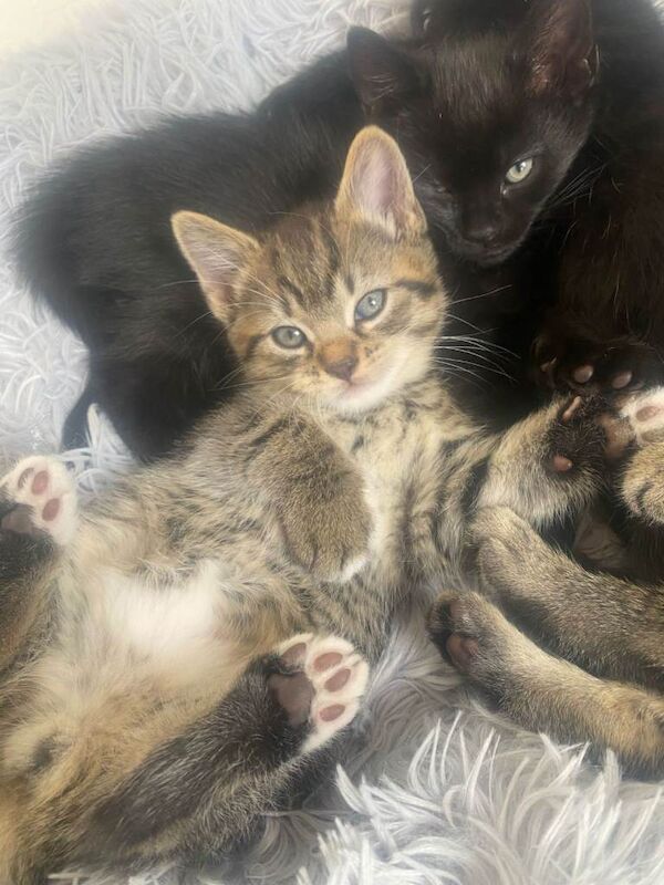 Half begal tabby mix - Image 2 of 4