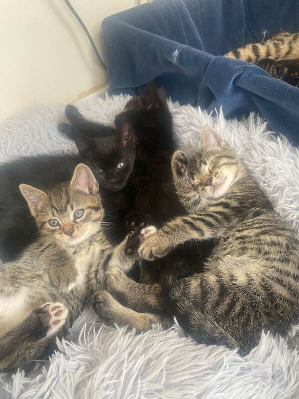 Half begal tabby mix - Image 3 of 4