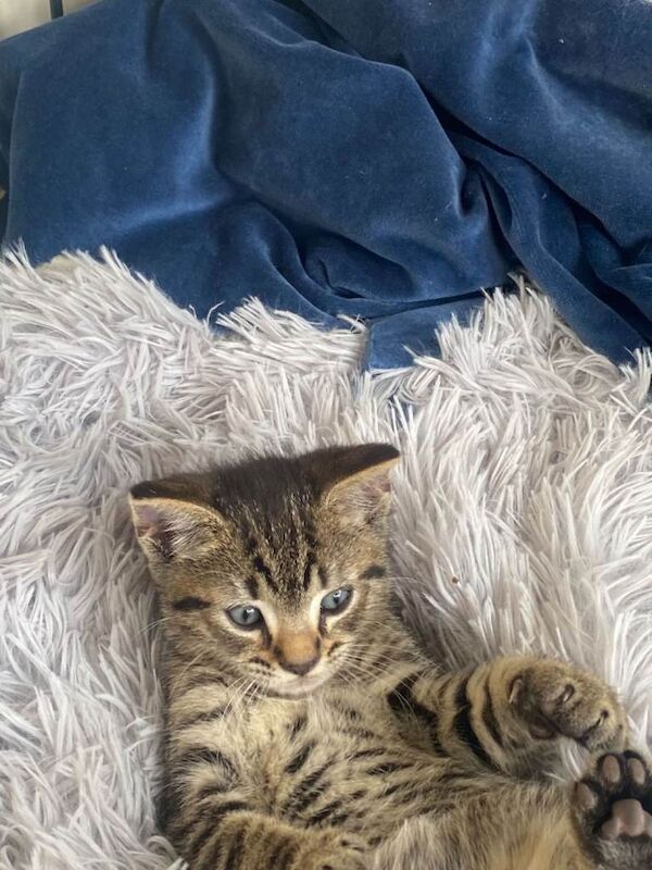Half begal tabby mix - Image 4 of 4