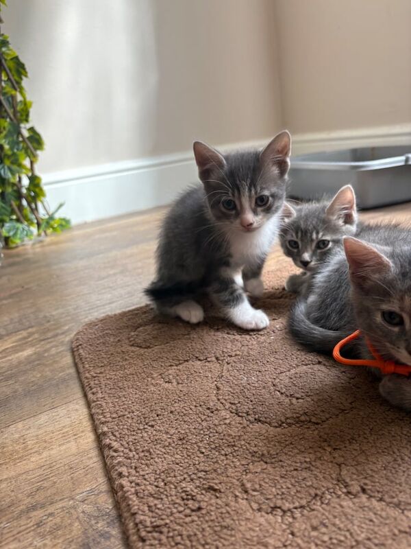 Bengal kittens for sale in Paddock Wood, Kent – 10 weeks old