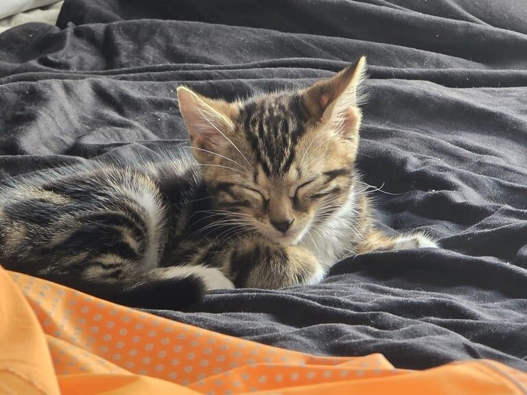 Bengal kittens for sale in Walthamstow, Greater London – 11 weeks old