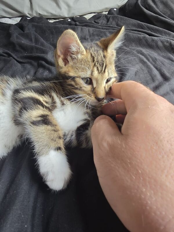 Bengal kittens for sale in Walthamstow, Greater London – 11 weeks old - Image 2 of 3
