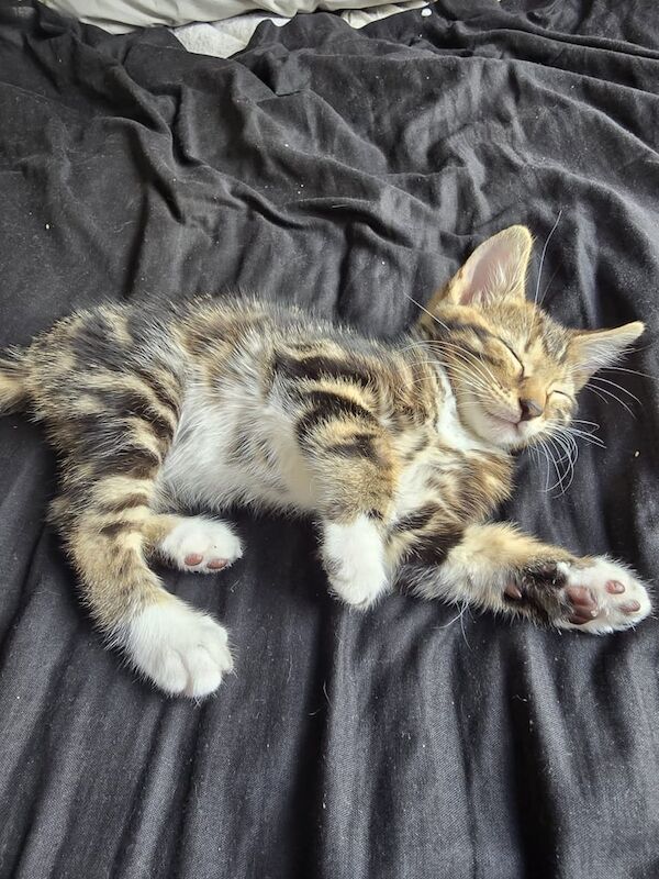 Bengal kittens for sale in Walthamstow, Greater London – 11 weeks old - Image 3 of 3