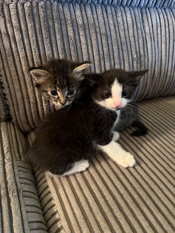 Bengal kittens for sale in Manchester, Greater Manchester – 4 weeks old