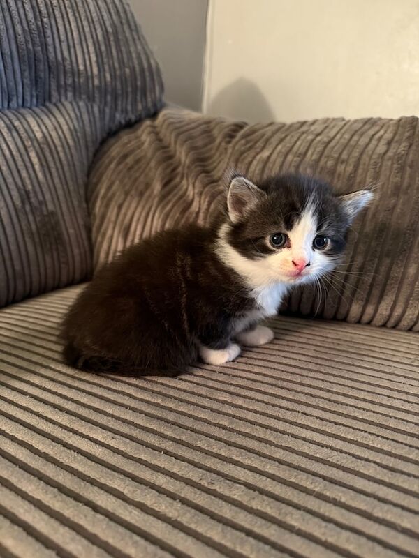 Bengal kittens for sale in Manchester, Greater Manchester – 4 weeks old - Image 2 of 3