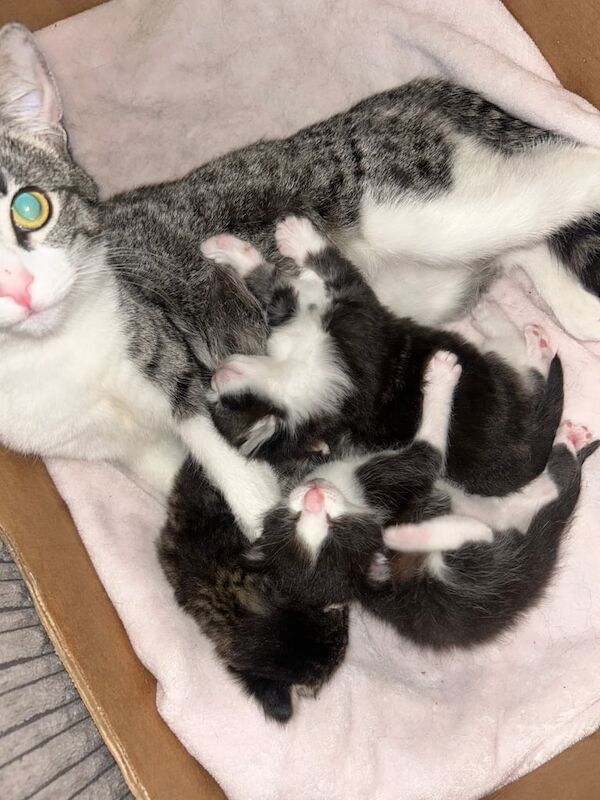 Bengal kittens for sale in Manchester, Greater Manchester – 4 weeks old - Image 3 of 3