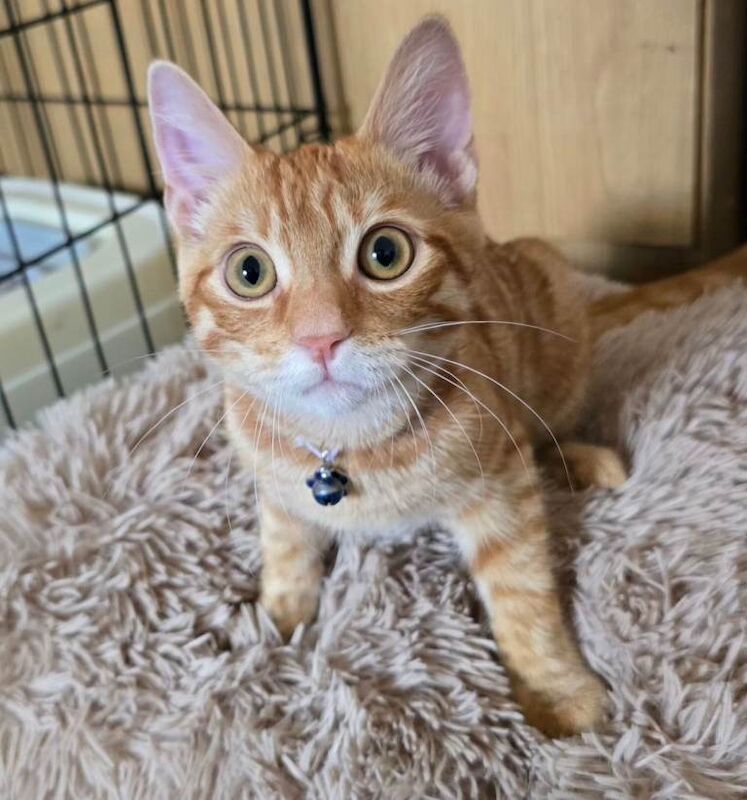 Half Bengal Half Tubby Ginger Cat
